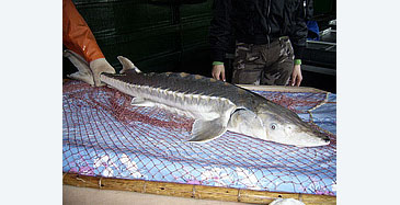 129_Sakhalin Sturgeon_Acipenser mikadoi.jpg